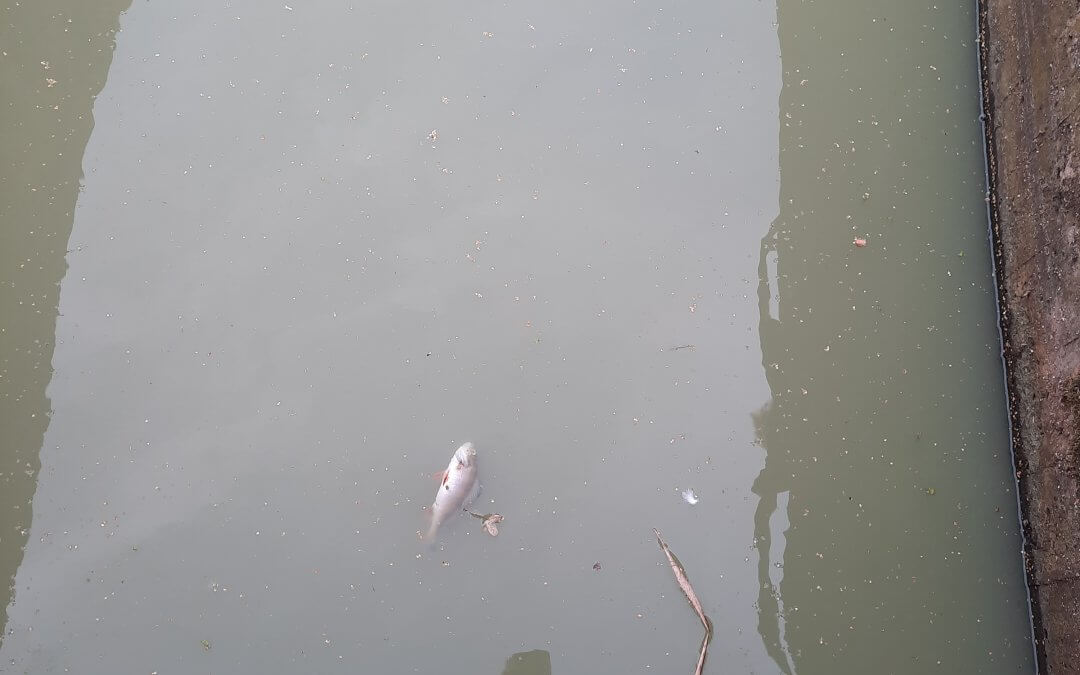 Erneut Fischsterben in der Barthe 
